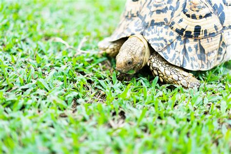  「How Tortoise Outwitted the Leopard」: 賢い亀が豹を騙し打ち、知恵の勝利を掴む！