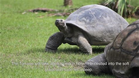  「 Tortoise と 賢者！ 」 Tortoise の知恵と狡猾さを描いた古代ナイジェリアの物語